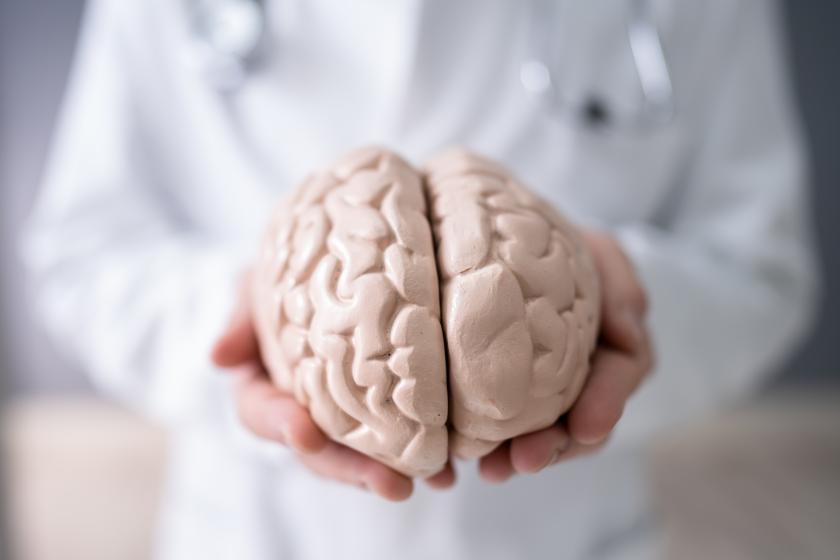 Lääkäri pitelee käsissään aivojen mallia.