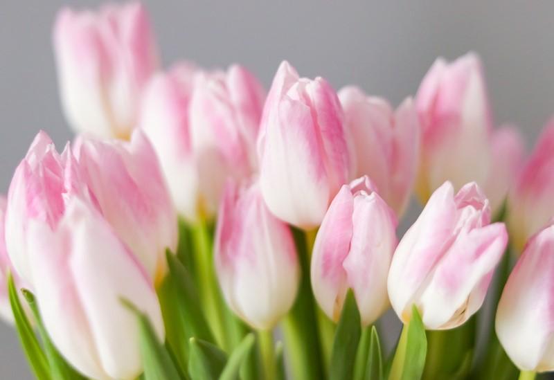 Kimppu vaaleanpunaisia tulppaaneja